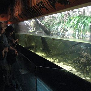 Platypus tank