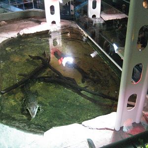 Saltwater Crocodile pool