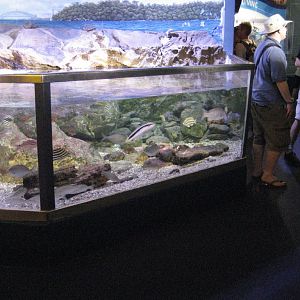 Sydney Harbour Tank