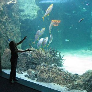 Great Barrier Reef Tank