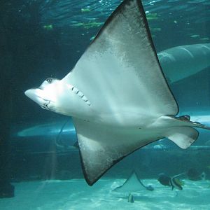 Whitespotted Eagle Ray