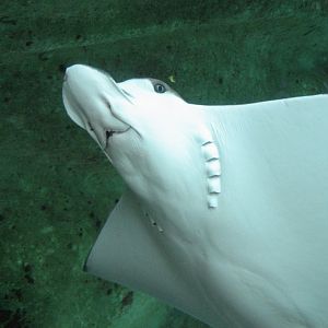 Whitespotted Eagle Ray head