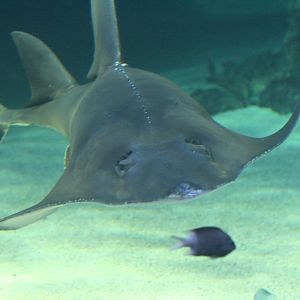 Whitespotted Guitarfish