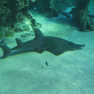 Whitespotted Guitarfish