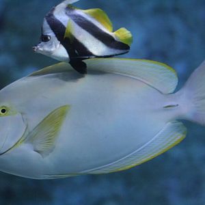 Yellowfin Surgeonfish and Schooling Bannerfish