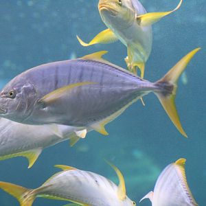 Golden Trevally