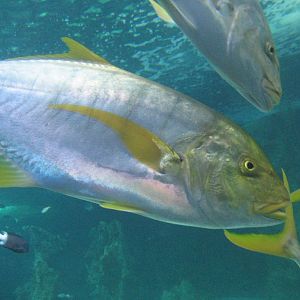Golden Trevally