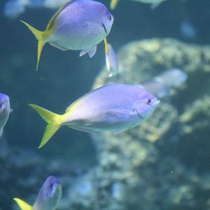 Yellowtail Fusiliers