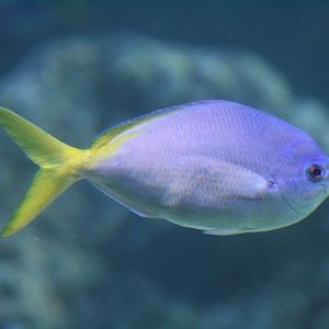 Yellowtail Fusilier