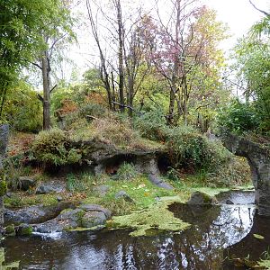 Red-Flanked Duiker Exhibit - See The 2 Duikers?