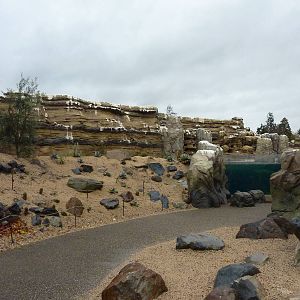 Humboldt Penguin Exhibit