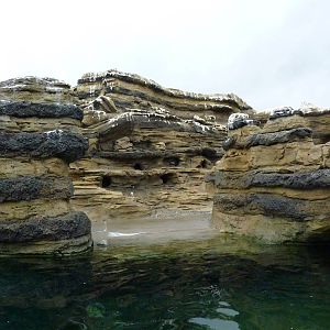 Humboldt Penguin Exhibit