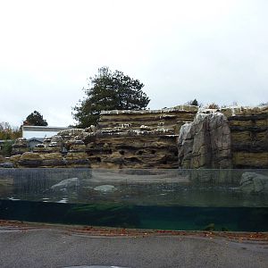 Humboldt Penguin Exhibit