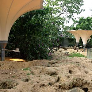 Cologne Zoo - Meerkat exhibit