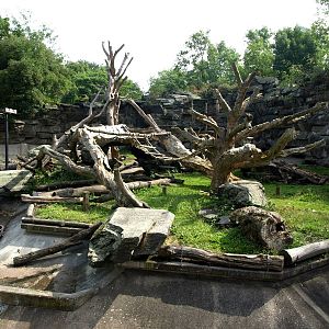 Cologne Zoo - Bear Grotto