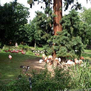 Cologne Zoo - Flamingo enclosure