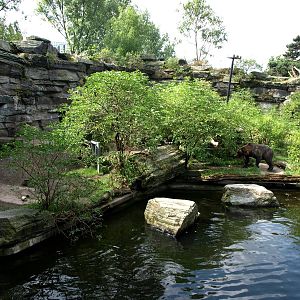 Cologne Zoo - Bear Grotto