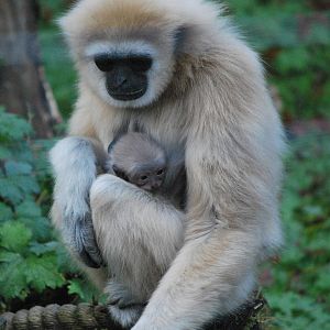 LARS GIBBON AND BABY
