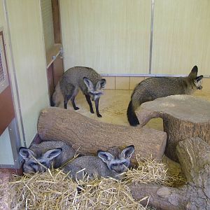 Bat-eared Foxes at Twycross 08/11/09