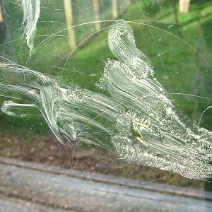 Primate print at Twycross 08/11/09