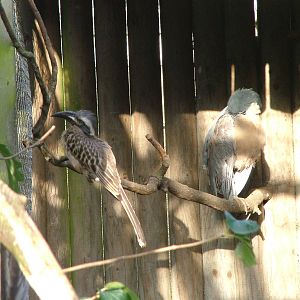 New arrivals at Twycross 08/11/09