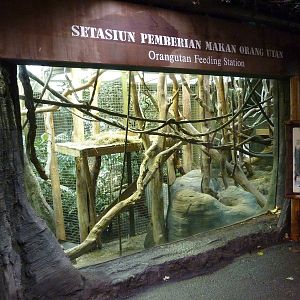 Orangutan Exhibit - Indoor Viewing