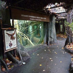 Orangutan Exhibit - Indoor Viewing