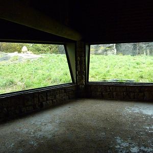 Lion Exhibit - Indoor Viewing Area