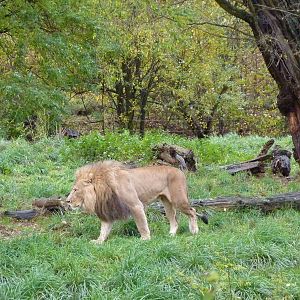 Lion Exhibit