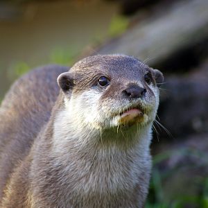 Oriental Small-Clawed Otter