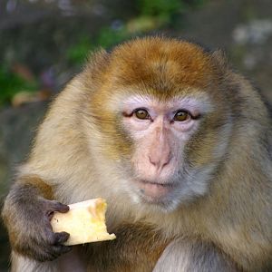 Barbary Macaque