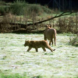Le Parc Des Felins, Oct 26, 2009