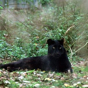 Le Parc Des Felins, Oct 26, 2009