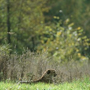 Le Parc Des Felins, Oct 26, 2009