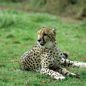 Le Parc Des Felins, Oct 26, 2009