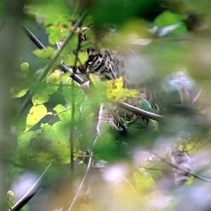 Le Parc Des Felins, Oct 26, 2009