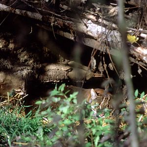 Le Parc Des Felins, Oct 26, 2009