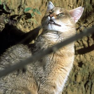 Le Parc Des Felins, Oct 26, 2009