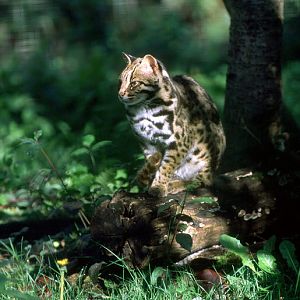 Le Parc Des Felins, Oct 26, 2009