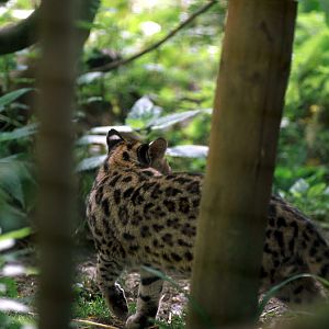 Le Parc Des Felins, Oct 26, 2009