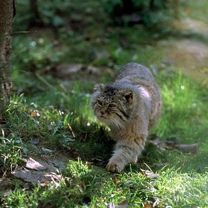 Le Parc Des Felins, Oct 26, 2009