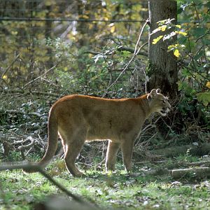 Le Parc Des Felins, Oct 26, 2009