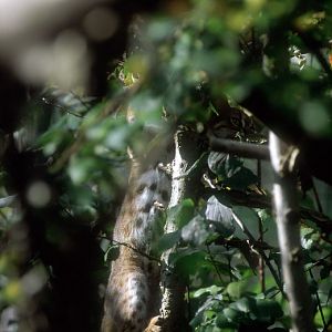 Le Parc Des Felins, Oct 26, 2009