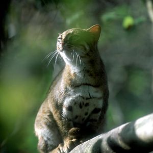 Le Parc Des Felins, Oct 26, 2009