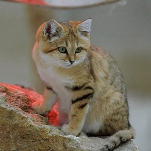 Le Parc Des Felins, Oct 26, 2009