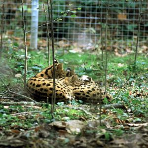 Le Parc Des Felins, Oct 26, 2009