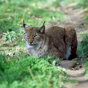 Le Parc Des Felins, Oct 26, 2009