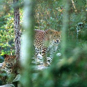 Le Parc Des Felins, Oct 26, 2009