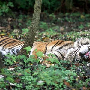 Le Parc Des Felins, Oct 26, 2009