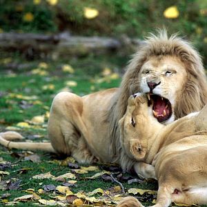 Le Parc Des Felins, Oct 26, 2009